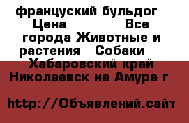 француский бульдог › Цена ­ 40 000 - Все города Животные и растения » Собаки   . Хабаровский край,Николаевск-на-Амуре г.